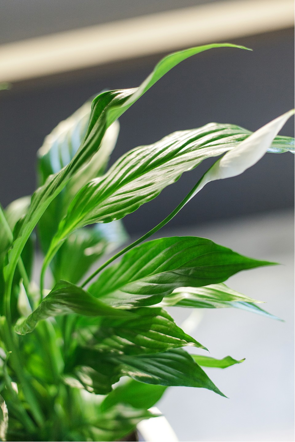 Спатифиллум (Spatiphyllum) 60 см - с добавлением зелени