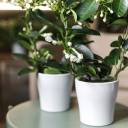 Стефанотис (Stephanotis) 40 см - для женщины/молодой пары - миниатюра