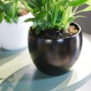 Спатифиллум (Spatiphyllum) 60 см - миниатюра 8