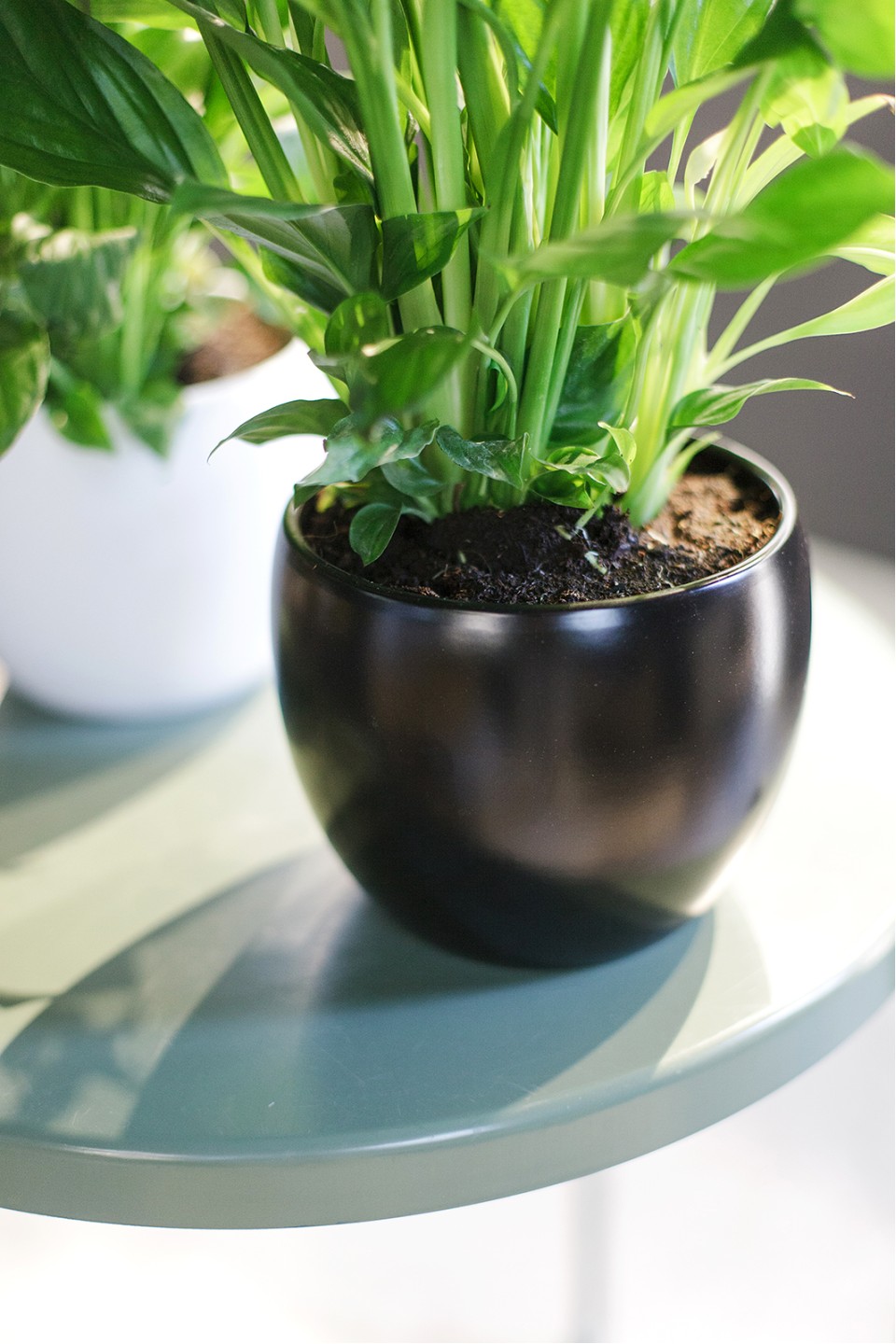 Спатифиллум (Spatiphyllum) 60 см 8