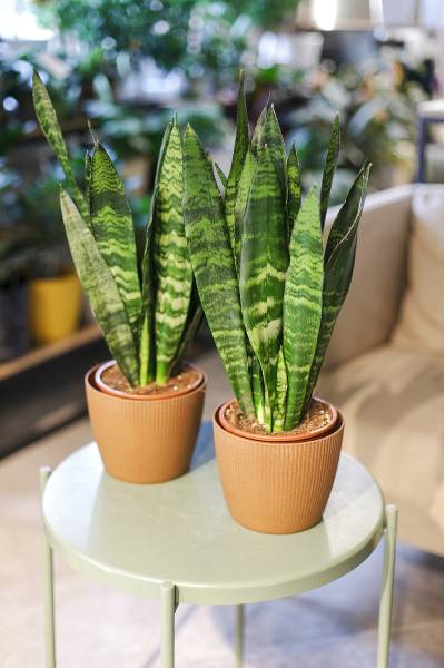 Сансевиерия Зейланика (Sansevieria Zeylanica)