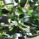 Стефанотис (Stephanotis) 40 см - с добавлением зелени - миниатюра 