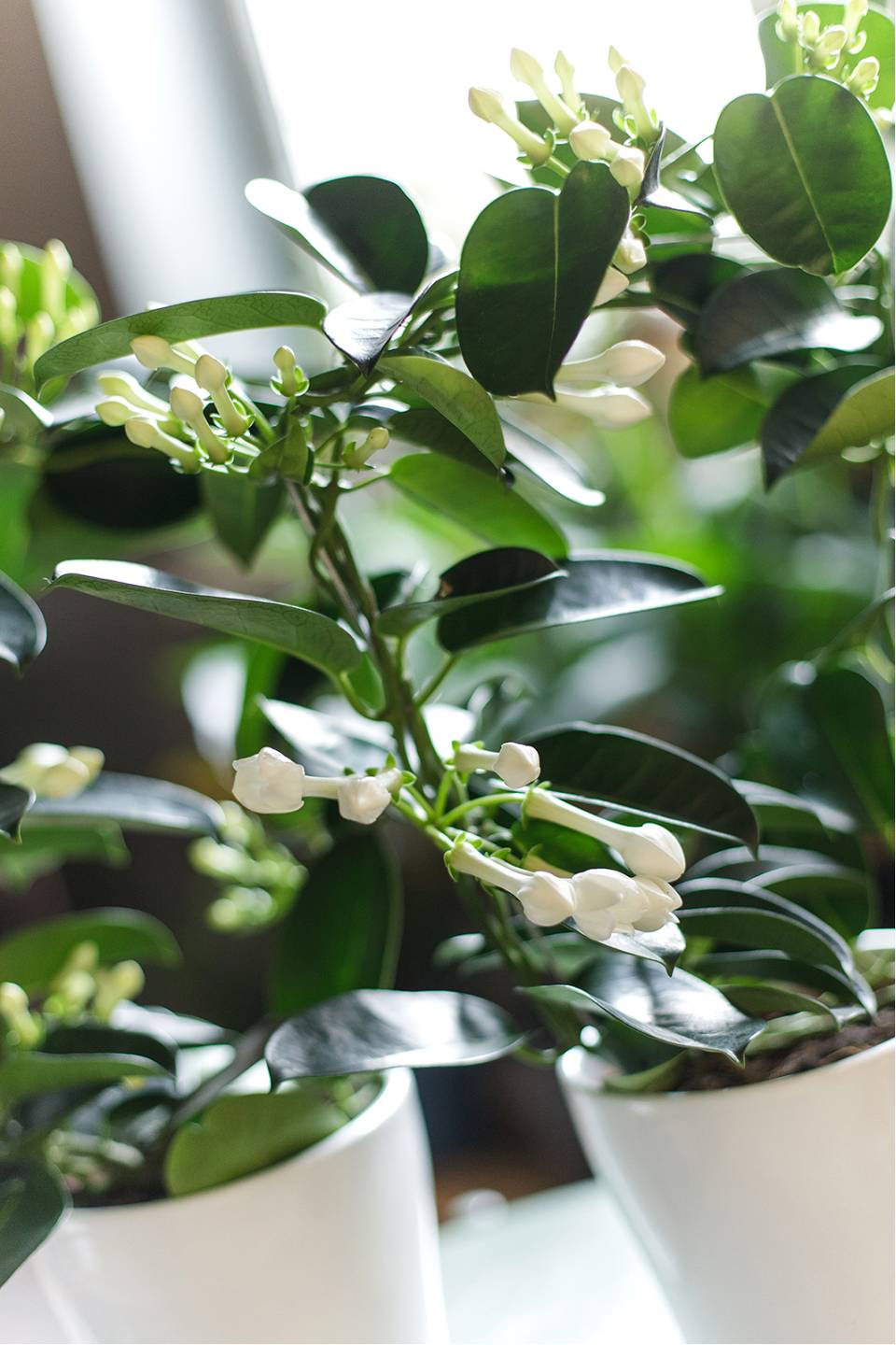 Стефанотис (Stephanotis) 40 см - с добавлением зелени