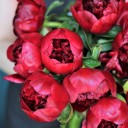 Пион Ред Шарм - с добавлением зелени - миниатюра 