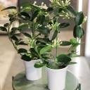 Стефанотис (Stephanotis) 40 см - с доставкой по Минску - миниатюра