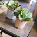 Каланхоэ  метельчатоцветковое 20*12 - с добавлением зелени - миниатюра 