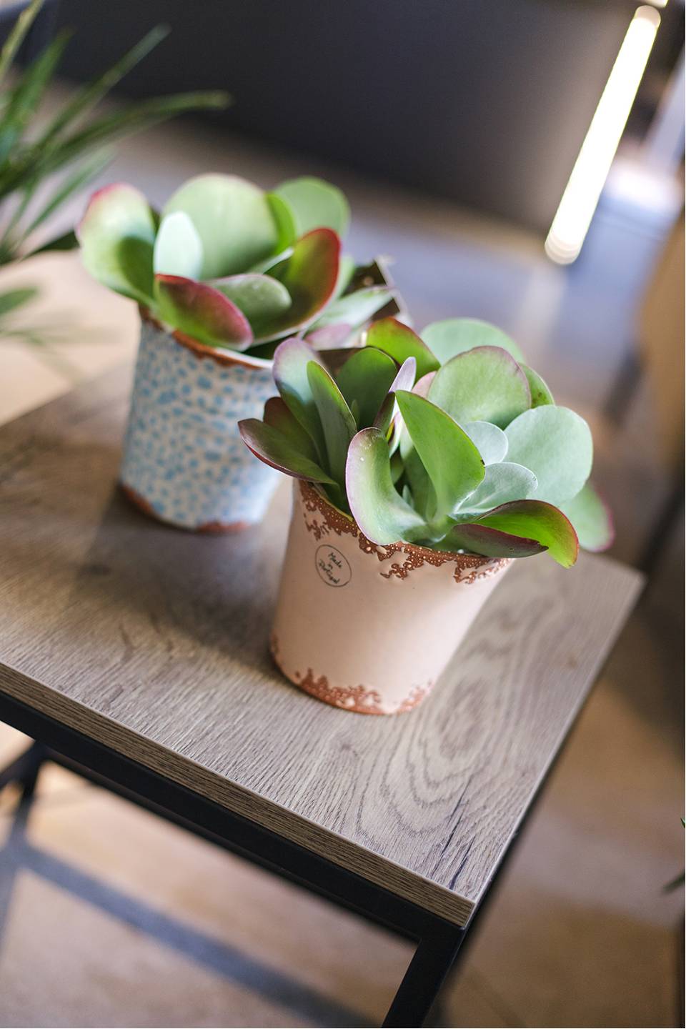 Каланхоэ  метельчатоцветковое 20*12 - с добавлением зелени