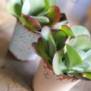 Каланхоэ  метельчатоцветковое 20*12 - с доставкой по Минску - миниатюра