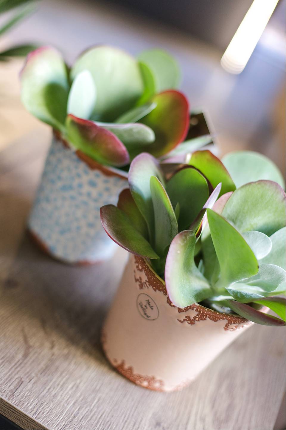 Каланхоэ  метельчатоцветковое 20*12 - с доставкой по Минску