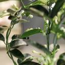 Стефанотис (Stephanotis) 40 см - быстрая доставка в Минске - миниатюра
