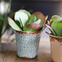 Каланхоэ  метельчатоцветковое 20*12 - миниатюра