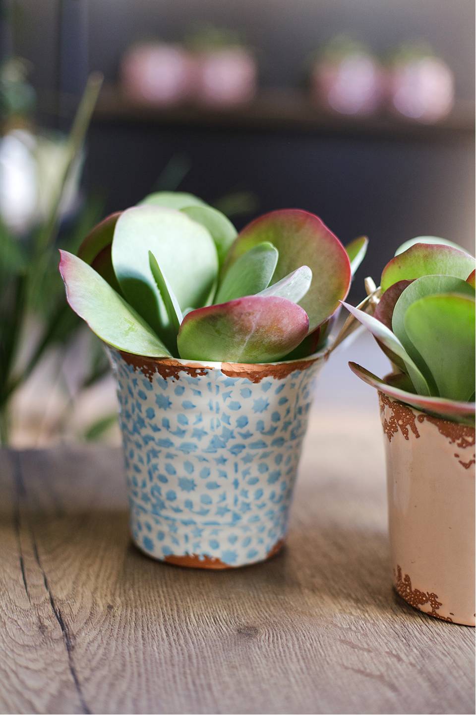 Каланхоэ  метельчатоцветковое 20*12