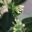 Стефанотис (Stephanotis) 40 см - подарочное оформление - миниатюра