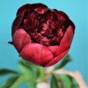 Пион Ред Шарм - подарочное оформление - миниатюра