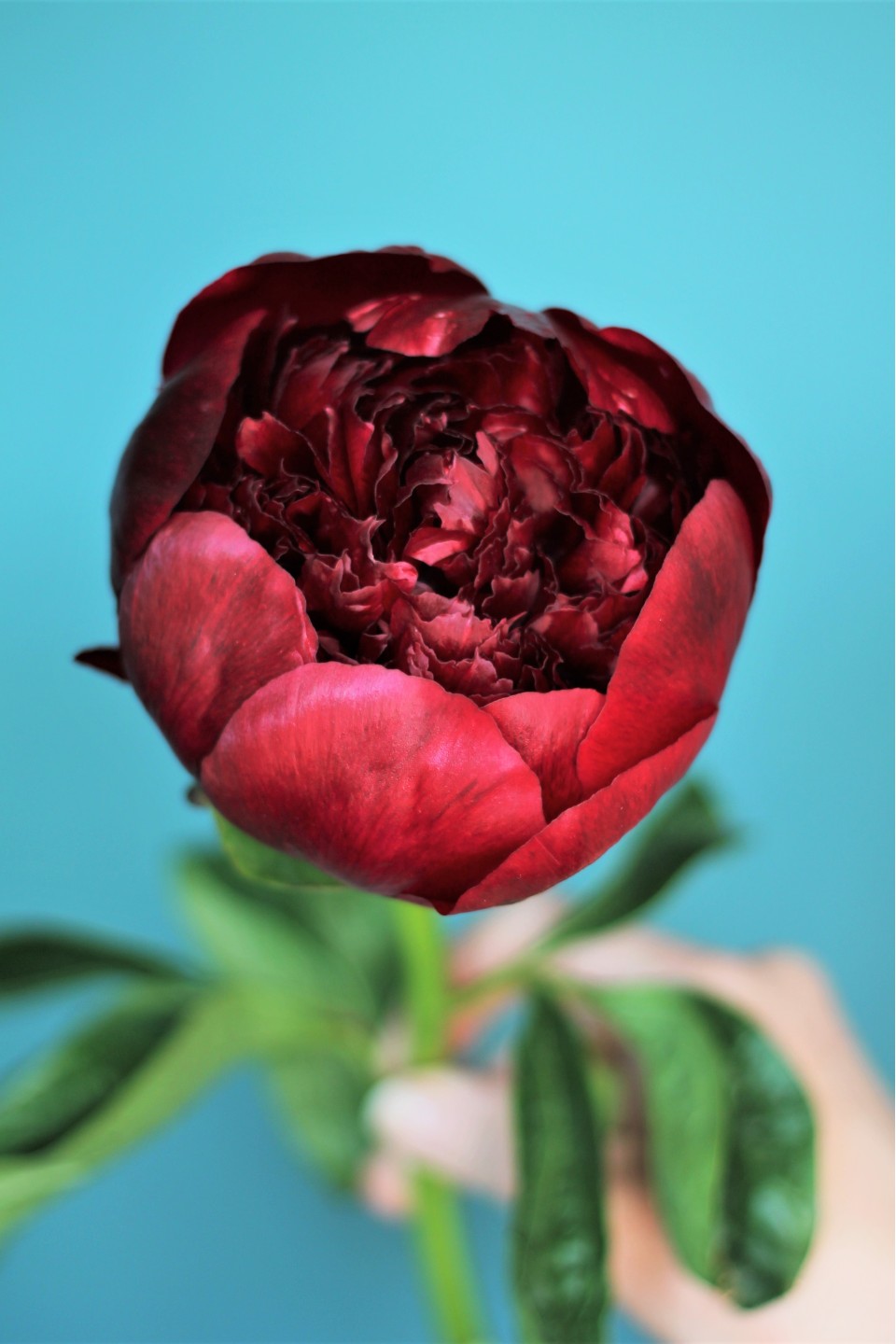 Пион Ред Шарм - подарочное оформление