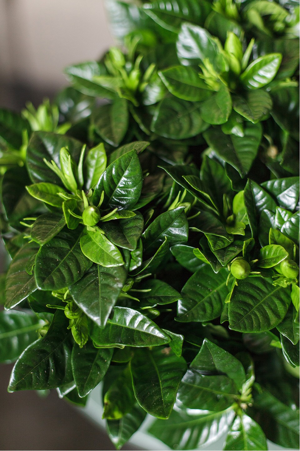 Гардения (Gardenia) 7