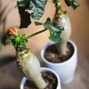 Ятрофа 30-12 - миниатюра