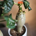 Ятрофа 30-12 - с доставкой по Минску - миниатюра