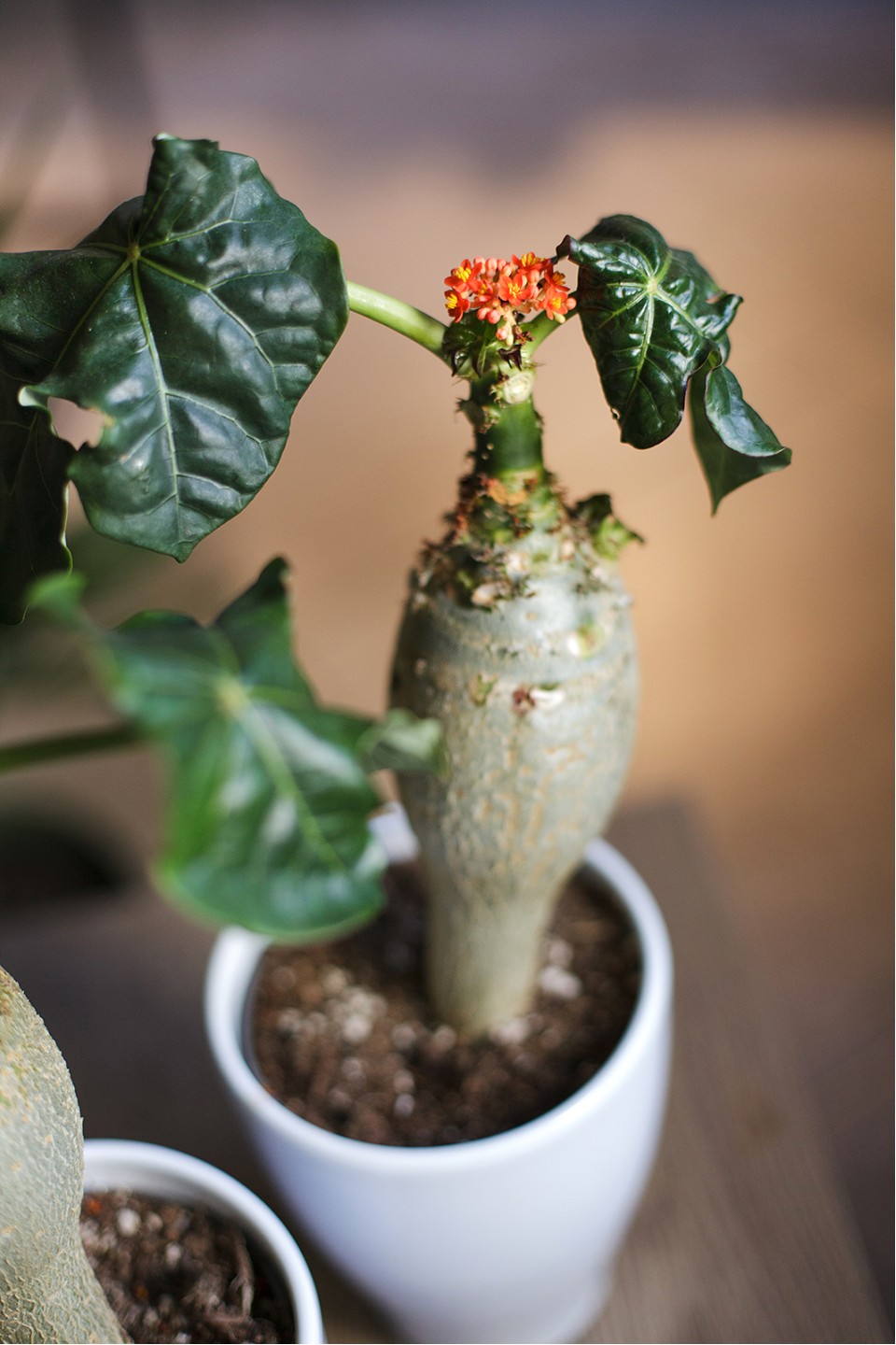 Ятрофа 30-12 - с доставкой по Минску