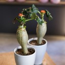 Ятрофа 30-12 - с добавлением зелени - миниатюра 