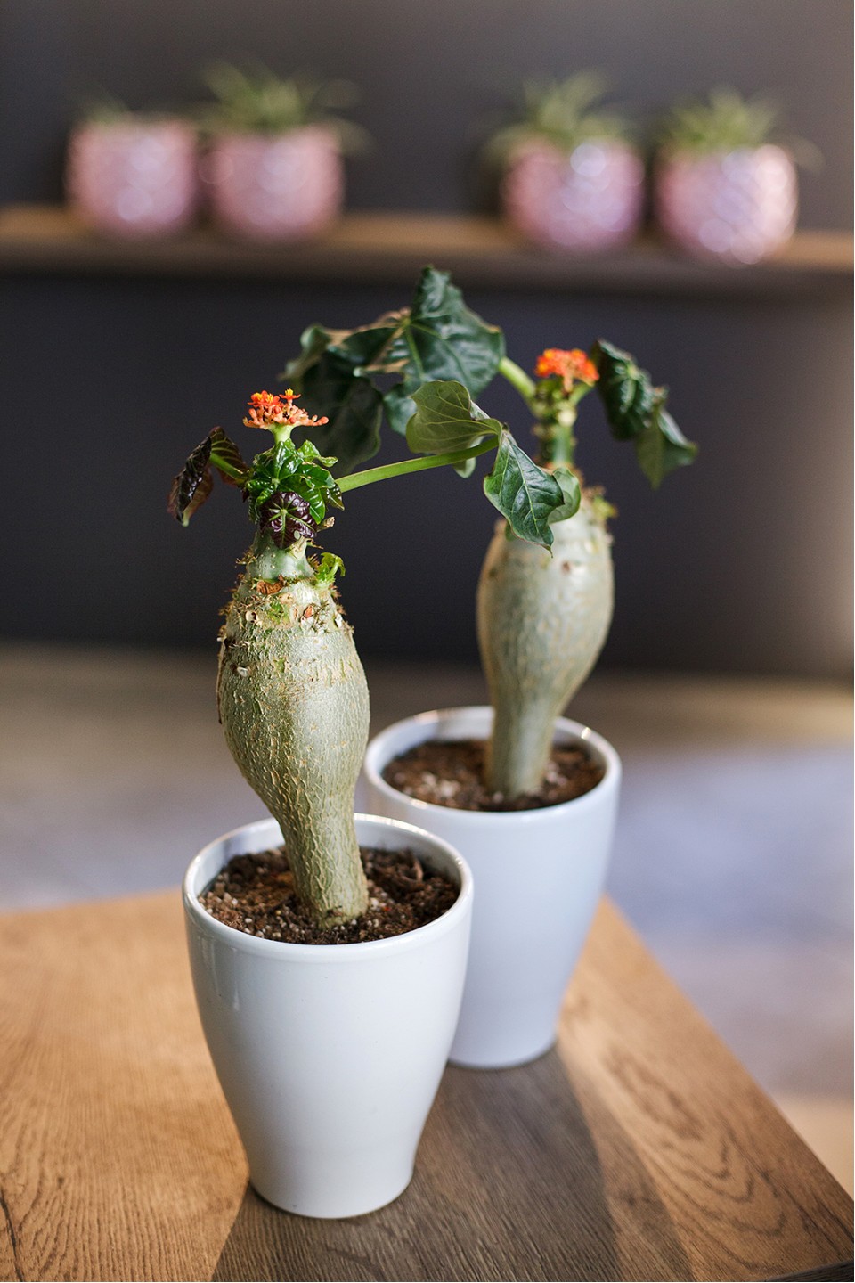 Ятрофа 30-12 - с добавлением зелени