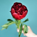 Пион Ред Шарм - с доставкой по Минску - миниатюра