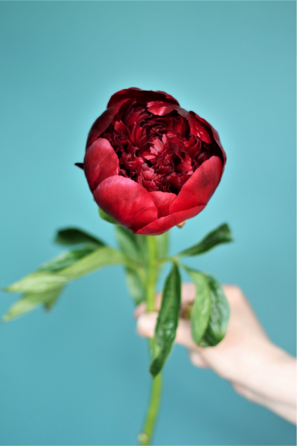 Пион Ред Шарм - с доставкой по Минску