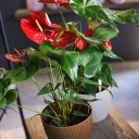 Антуриум красный (Anthurium red) - с доставкой по Минску - миниатюра