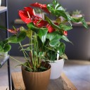 Антуриум красный (Anthurium red) - подарочное оформление - миниатюра