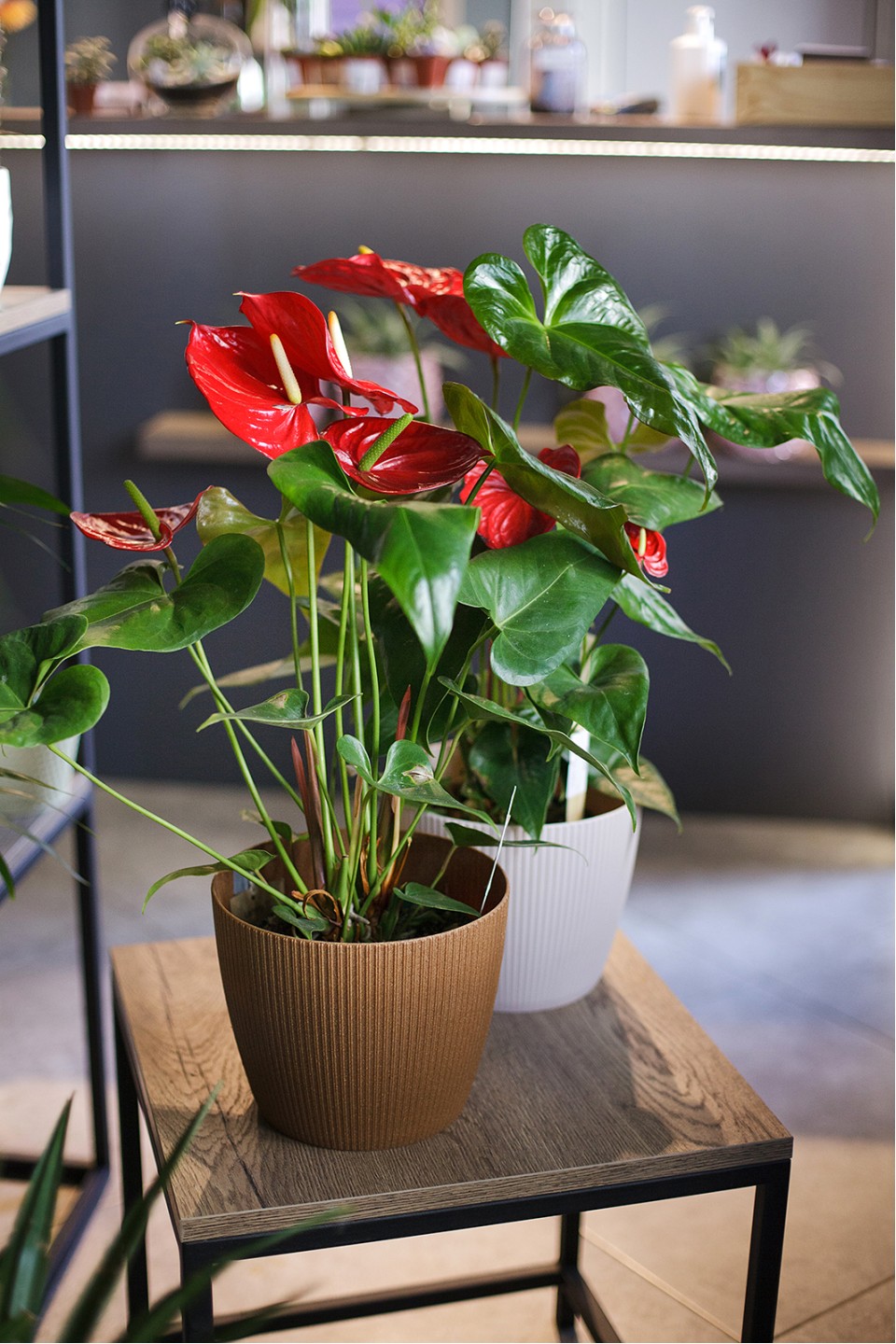 Антуриум красный (Anthurium red) - подарочное оформление