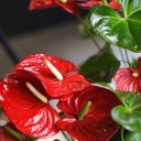 Антуриум красный (Anthurium red) - с добавлением зелени - миниатюра 