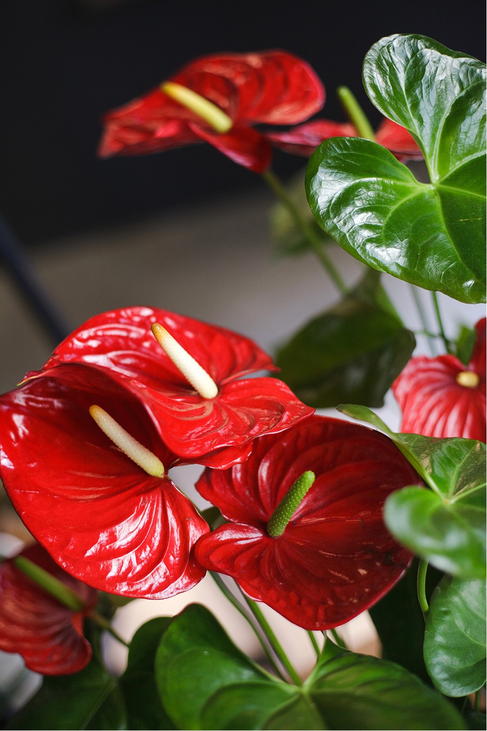 Антуриум красный (Anthurium red) - с добавлением зелени