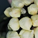 Пион жёлтый садовый - миниатюра