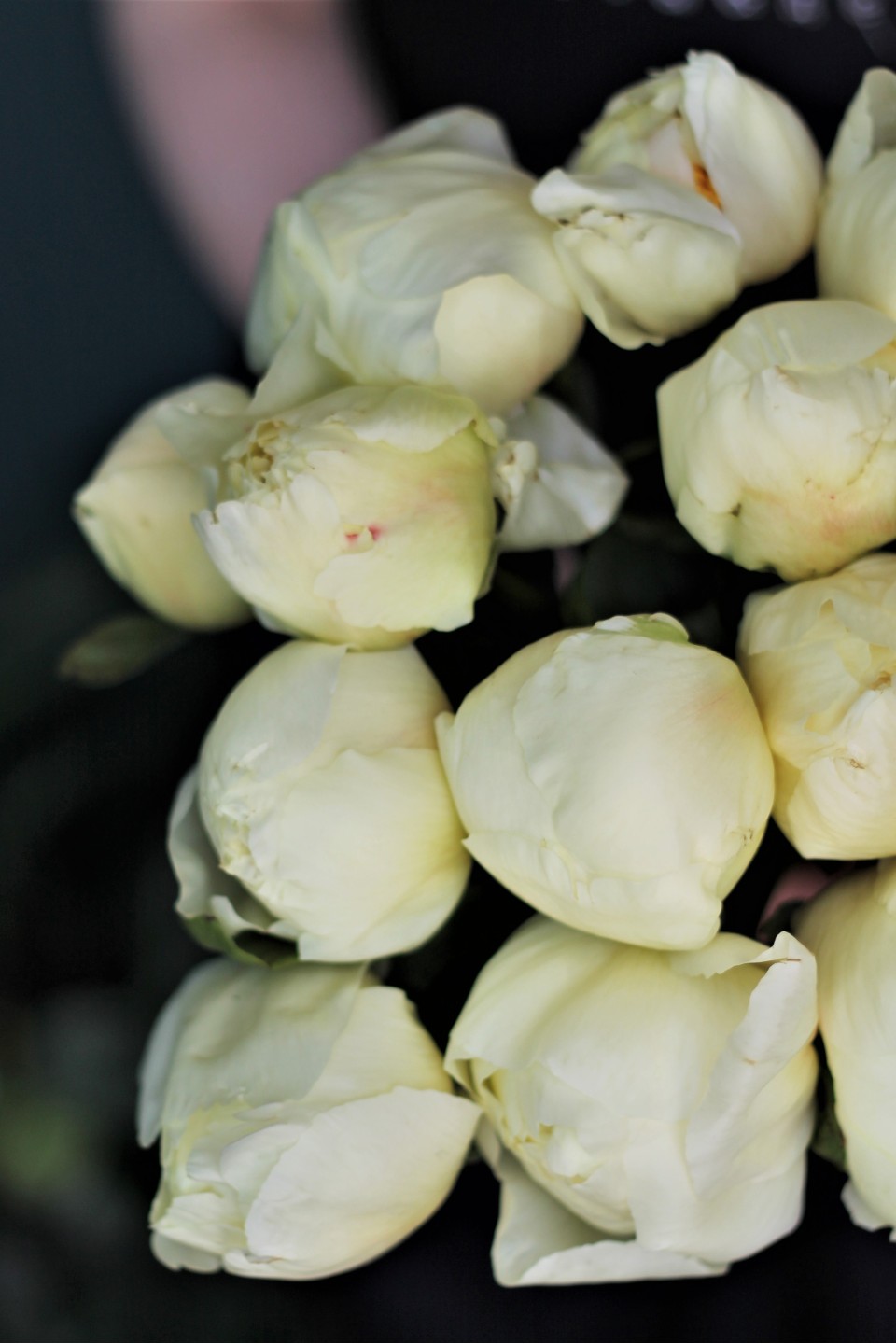 Пион жёлтый садовый