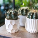 Ферокактус (Ferocactus) 18-12 - с доставкой по Минску - миниатюра