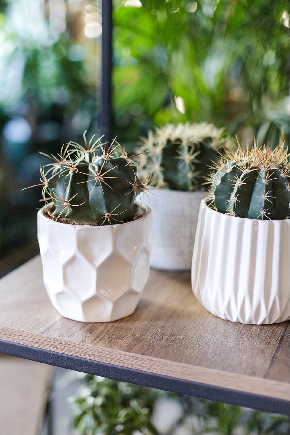 Ферокактус (Ferocactus) 18-12 - с доставкой по Минску