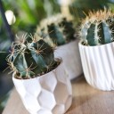 Ферокактус (Ferocactus) 18-12 - с добавлением зелени - миниатюра 