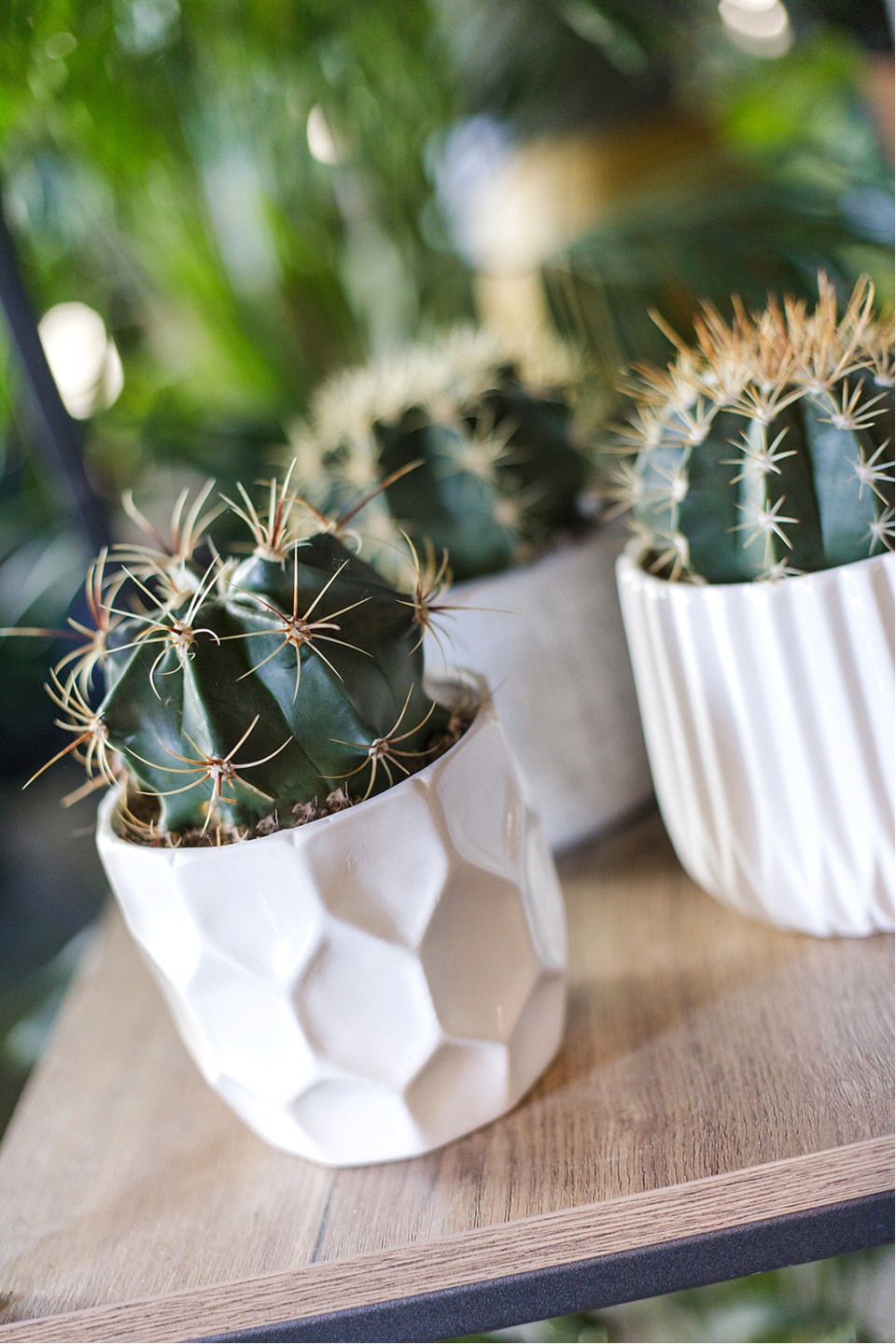 Ферокактус (Ferocactus) 18-12 - с добавлением зелени