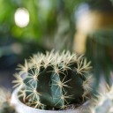 Ферокактус (Ferocactus) 18-12 - миниатюра