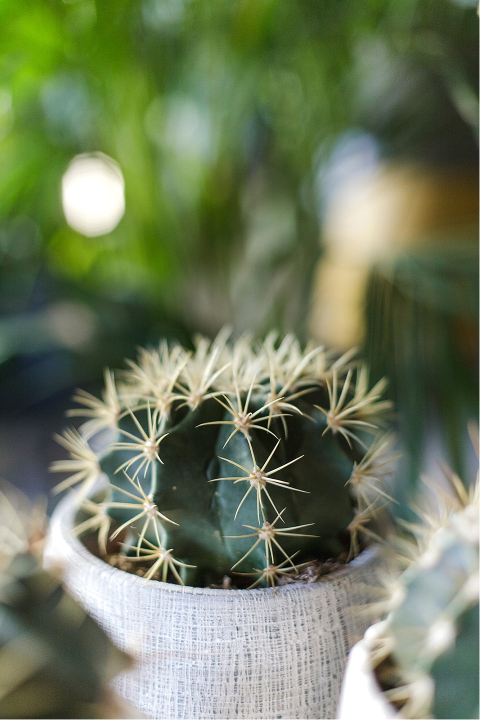 Ферокактус (Ferocactus) 18-12