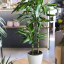 Драцена душистая (Dracaena fragrans) 100-15 - миниатюра