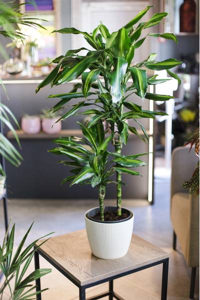 Драцена душистая (Dracaena fragrans) 100-15