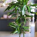 Драцена душистая (Dracaena fragrans) 100-15 - с доставкой по Минску - миниатюра