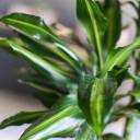 Драцена душистая (Dracaena fragrans) 100-15 - с добавлением зелени - миниатюра 