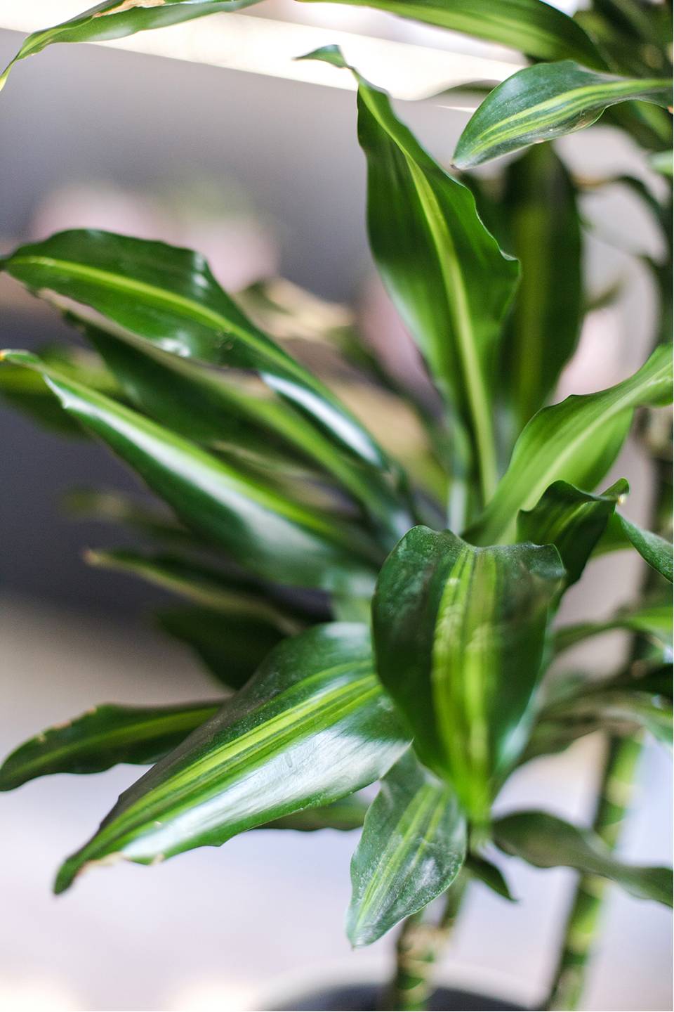 Драцена душистая (Dracaena fragrans) 100-15 - с добавлением зелени