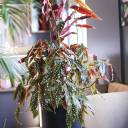Бегония Макулата (Begonia Maculata) 110 см - миниатюра