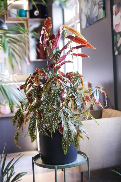 Бегония Макулата (Begonia Maculata) 110 см