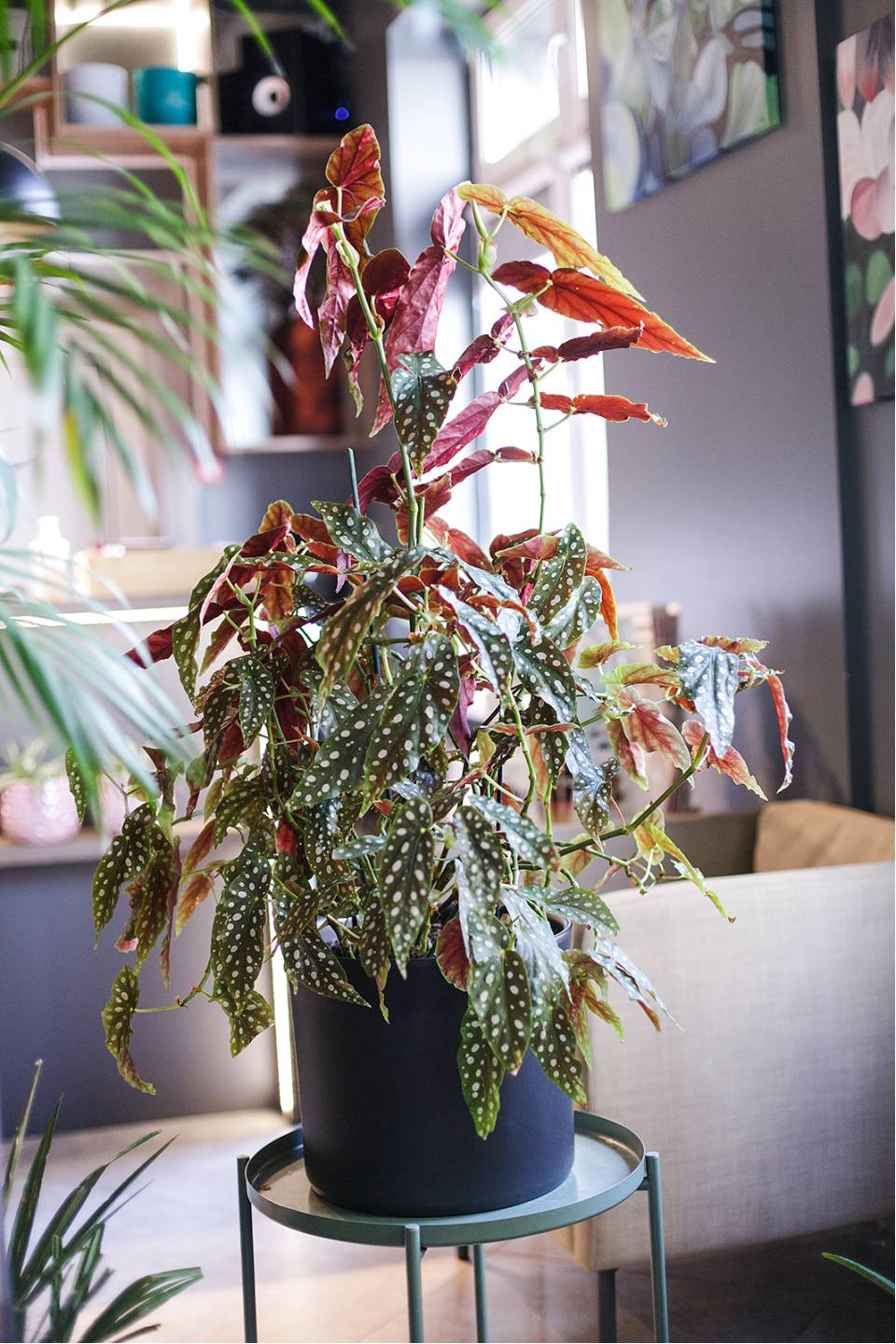 Бегония Макулата (Begonia Maculata) 110 см