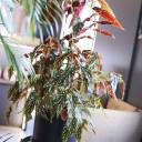 Бегония Макулата (Begonia Maculata) 110 см - с доставкой по Минску - миниатюра