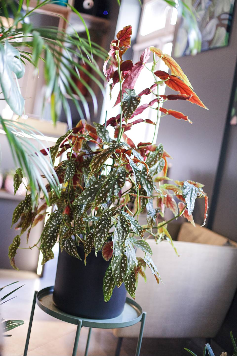 Бегония Макулата (Begonia Maculata) 110 см - с доставкой по Минску